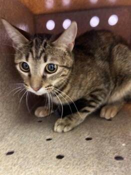 Domestic Short Hair Cats Available for Adoption - 60670923 | PetCurious