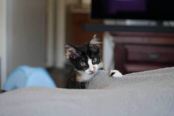Elodie -  Domestic Medium Hair and Calico Cat for Adoption in Glendale, Arizona - Elodie | PetCurious