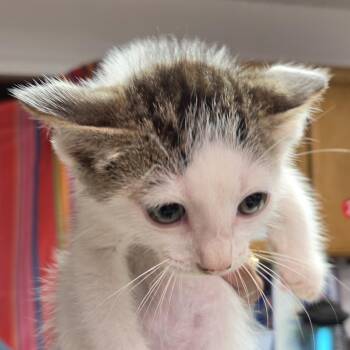 Panhead -  Domestic Short Hair Cat for Adoption in Leander, Texas - Panhead | PetCurious