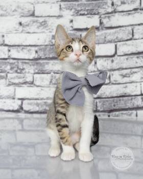 Taylor -  Domestic Short Hair and Tabby Cat for Adoption in Tuscaloosa, Alabama - Taylor | PetCurious