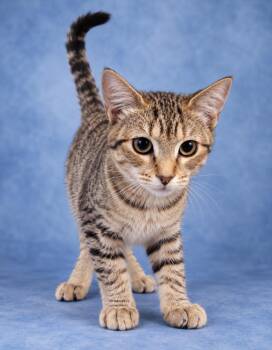 Gunner -  Domestic Short Hair Cat for Adoption in The Woodlands, Texas - Gunner | PetCurious