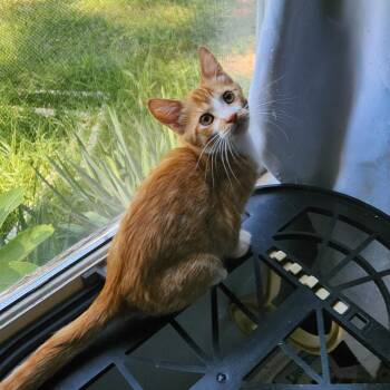 Fiz -  Domestic Short Hair Cat for Adoption in Clawson, Michigan - Fiz | PetCurious