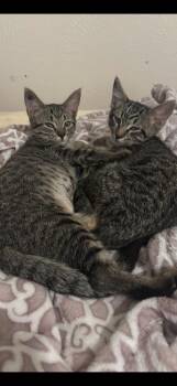 Avery 7985 -  Domestic Short Hair Cat for Adoption in Dallas, Texas - Avery 7985 | PetCurious