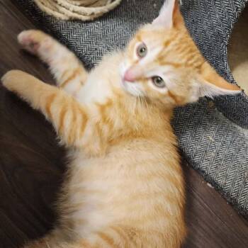 Ember Davis -  Domestic Short Hair Cat for Adoption in Eagle Mountain, Utah - Ember Davis | PetCurious