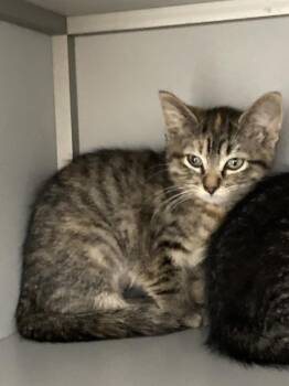 Pancake -  Domestic Short Hair Cat for Adoption in Dayton, Minnesota - Pancake | PetCurious