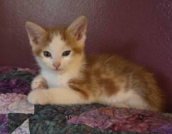 Jake -  Tabby Cat for Adoption in Calimesa, California - Jake | PetCurious