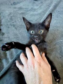 Rutabaga -  Domestic Short Hair Cat for Adoption in Fort Collins, Colorado - Rutabaga | PetCurious