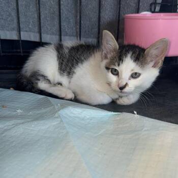 Polly AKA Spicy Toes 060104A -  Domestic Short Hair Cat for Adoption in Amory, Mississippi - Polly AKA Spicy Toes 060104A | PetCurious