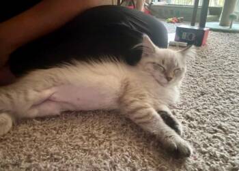 June Bug -  Siamese Cat for Adoption in Austin, Texas - June Bug | PetCurious