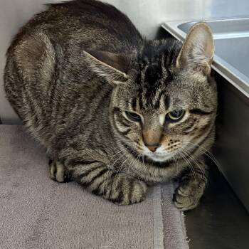 American Shorthair Cats Available for Adoption in Scituate, Massachusetts - Todd | PetCurious