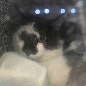 Mint -  Domestic Short Hair Cat for Adoption in Salt Lake City, Utah - Mint | PetCurious