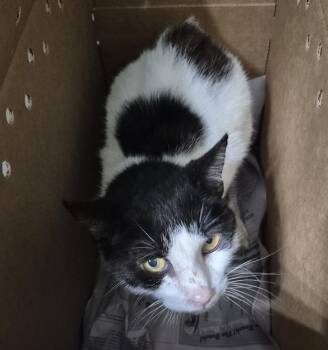 A814151 -  Domestic Medium Hair Cat for Adoption in San Antonio, Texas - A814151 | PetCurious