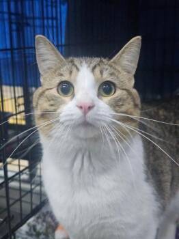 Domestic Short Hair Cats Available for Adoption - Ozzy | PetCurious