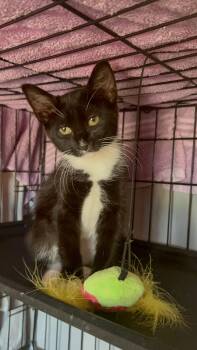 Jasmine -  Domestic Short Hair Cat for Adoption in Ben Avon, Pennsylvania - Jasmine | PetCurious