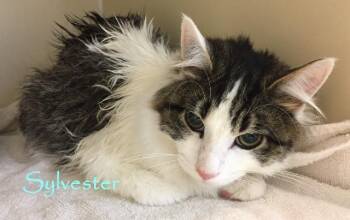 Domestic Medium Hair Cats Available for Adoption - Chewy | PetCurious