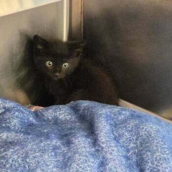 Pepino -  Domestic Short Hair Cat for Adoption in Chattanooga, Tennessee - Pepino | PetCurious