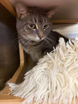 Kopi -  Domestic Short Hair Cat for Adoption in Clarksville, Tennessee - Kopi | PetCurious
