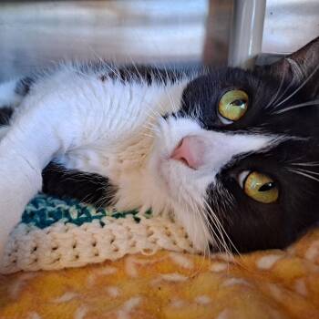 Willow -  Domestic Short Hair Cat for Adoption in Rock Falls, Illinois - Willow | PetCurious