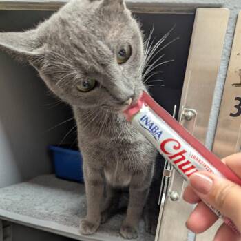 Osha -  Domestic Short Hair Cat for Adoption in Canton, North Carolina - Osha | PetCurious