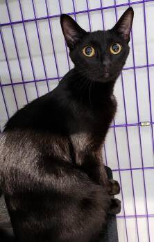 Cloak -  Domestic Short Hair Cat for Adoption in Cuyahoga Falls, Ohio - Cloak | PetCurious