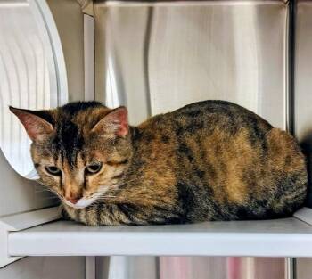 Domestic Short Hair Cats Available for Adoption in St. Louis, Missouri - TIGERLILY | PetCurious
