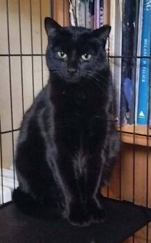 Lauren -  Domestic Short Hair Cat Available for Adoption in Boone, Colorado - Lauren | PetCurious