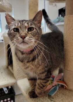 Rescue Domestic Short Hair Cats for Adoption in Fremont, Ohio - Twisty | PetCurious