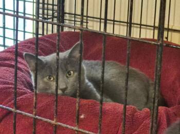 Rescue Domestic Short Hair Cats for Adoption in Pittsboro, North Carolina - Greyson 2 | PetCurious