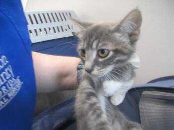 A384868 -  Domestic Short Hair Cat for Adoption in Ocala, Florida - A384868 | PetCurious