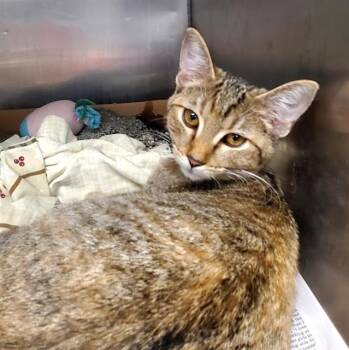BETSY -  Domestic Short Hair Cat for Adoption in St. Louis, Missouri - BETSY | PetCurious