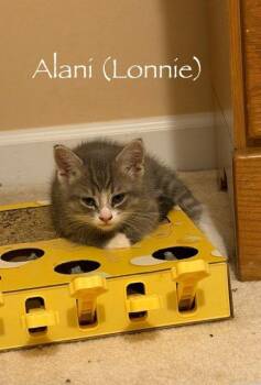 Alani -  Domestic Short Hair Cat for Adoption in Hamilton, Ohio - Alani | PetCurious