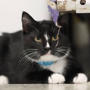 Reaper -  Domestic Short Hair Cat for Adoption in Falls Church, Virginia - Reaper | PetCurious