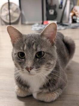 Rescue Domestic Short Hair Cats for Adoption in North Vernon, Indiana - Morty | PetCurious