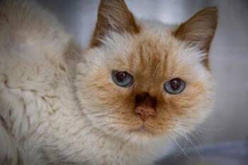 Jefferson: DMH (FCID# 05/26/2026 - 96 Trainer) -  Siamese and Tabby Cat for Adoption in Greenville, Delaware - Jefferson: DMH (FCID# 05/26/2026 - 96 Trainer) | PetCurious