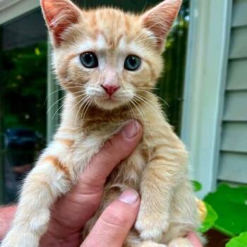 Crusher -  Domestic Short Hair and Tabby Cat for Adoption in Grand Rapids, Michigan - Crusher | PetCurious