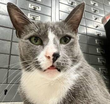 Rescue Domestic Short Hair Cats for Adoption in Lafayette, Louisiana - Harry | PetCurious