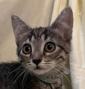 Adam -  Domestic Short Hair Cat for Adoption in Connelly Springs, North Carolina - Adam | PetCurious