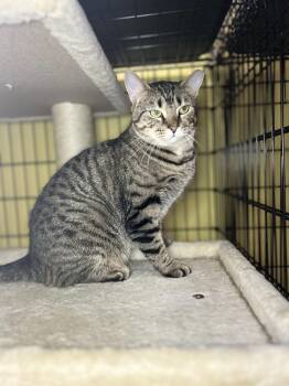 Mimi -  Domestic Short Hair Cat for Adoption in Temperance, Michigan - Mimi | PetCurious