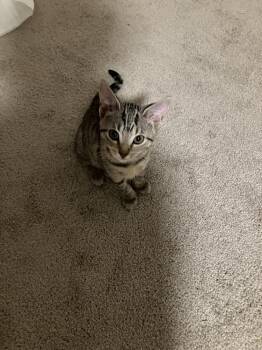 Goblin -  Domestic Short Hair Cat for Adoption in Hudson, New Hampshire - Goblin | PetCurious
