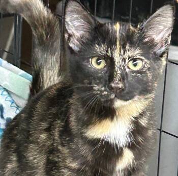 Lizzy -  Tortoiseshell Cat for Adoption in Beckley, West Virginia - Lizzy | PetCurious