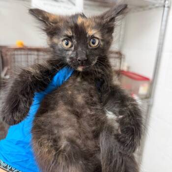 Wattson -  Domestic Short Hair Cat for Adoption in Edinburg, Texas - Wattson | PetCurious