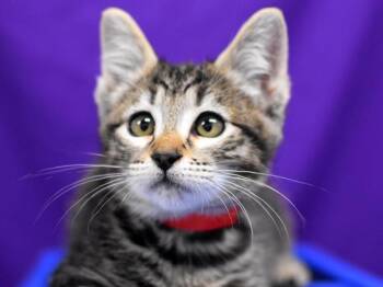 Mouse -  Domestic Short Hair Cat for Adoption in Portland, Oregon - Mouse | PetCurious
