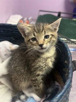 61687484 -  Domestic Short Hair Cat for Adoption in El Paso, Texas - 61687484 | PetCurious