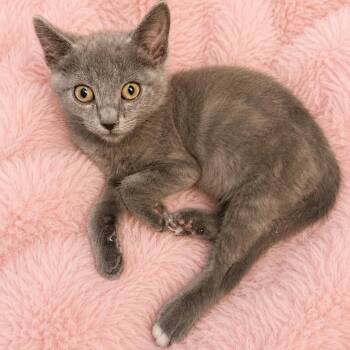 Ontario Grey Baby Girl -  Russian Blue and Domestic Short Hair Cat Available for Adoption in Glendora, California - Ontario Grey Baby Girl | PetCurious