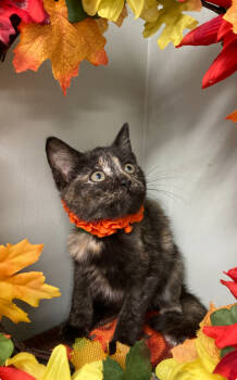 Rescue Domestic Short Hair Cats for Adoption in Picayune, Mississippi - Sparkle | PetCurious