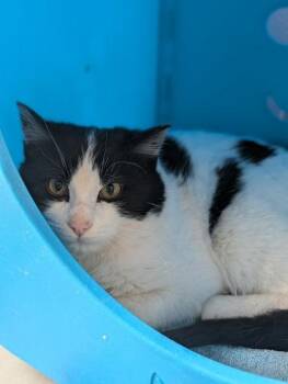 Domestic Medium Hair and Domestic Short Hair Cats Available for Adoption - Bundt | PetCurious