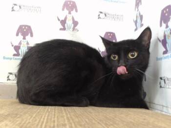 FII -  Domestic Short Hair Cat for Adoption in Orlando, Florida - FII | PetCurious
