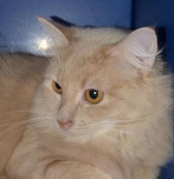 Guppy -  Domestic Medium Hair Cat for Adoption in Sault Ste. Marie, Michigan - Guppy | PetCurious