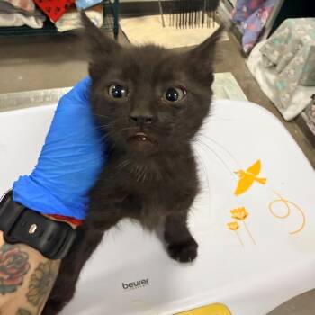 107447 -  Domestic Short Hair Cat Available for Adoption in Las Cruces, New Mexico - 107447 | PetCurious