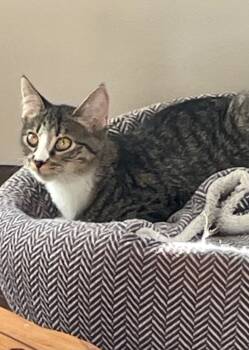 Rescue Domestic Medium Hair Cats for Adoption in Ogden, Utah - Teller | PetCurious